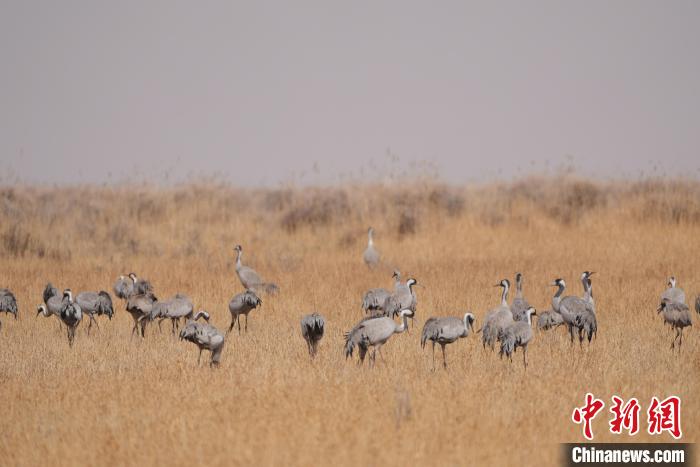 圖為草原上棲息的灰鶴。 先宮 攝