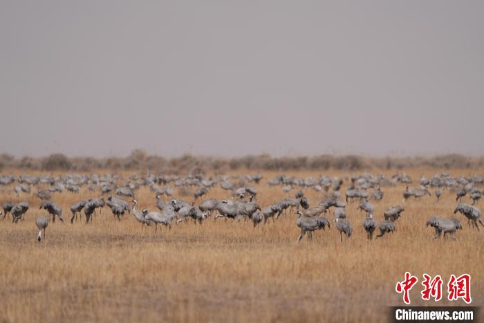 圖為密集分布的灰鶴。 先宮 攝