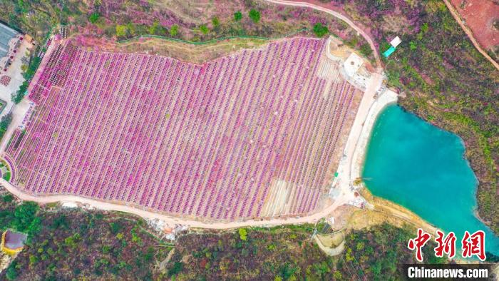 灼灼桃花惹人醉?！㈡?攝