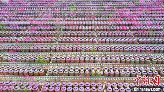 桃花和酒壇相映成趣?！㈡?攝