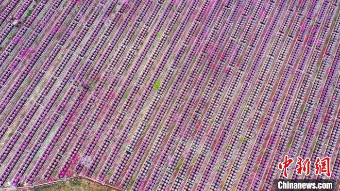 桃花和酒壇相映成趣?！㈡?攝