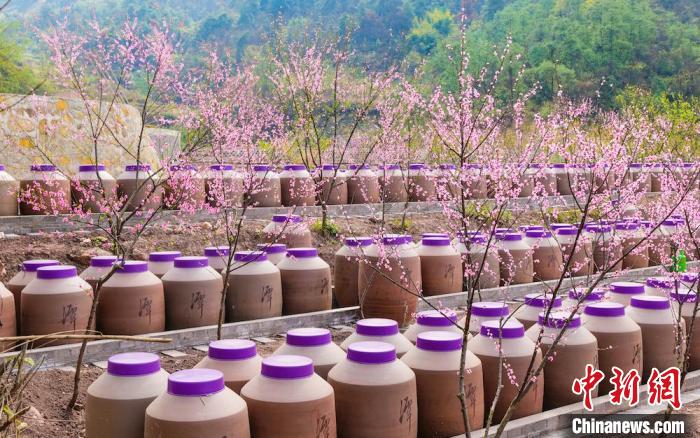 桃花和酒壇相映成趣。　易銘 攝