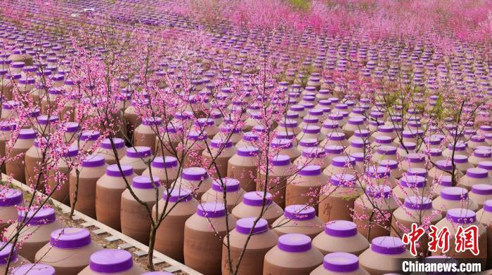 桃花和酒壇相映成趣?！∫足?攝