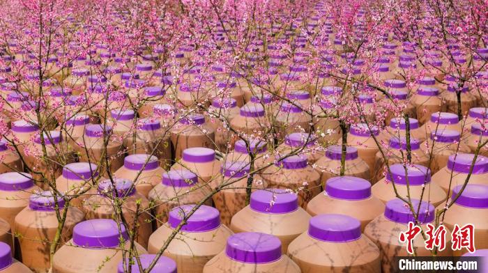 桃花和酒壇相映成趣?！∫足?攝