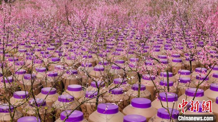 灼灼桃花惹人醉。　易銘 攝