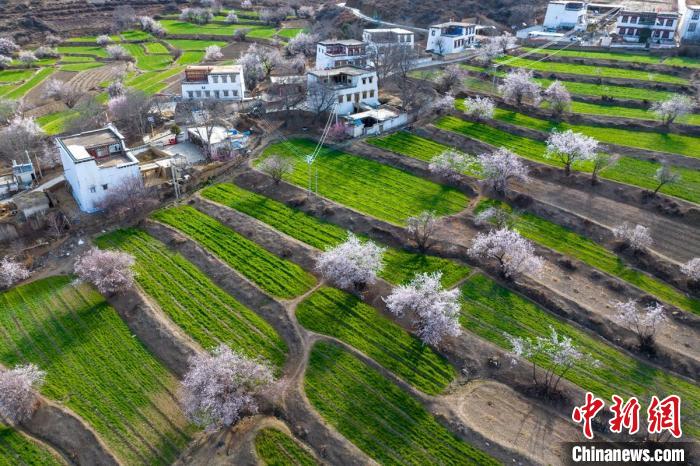 白松鎮層層麥田綠意盎然，與桃林構成一幅美麗的鄉村畫卷。　劉忠俊 攝
