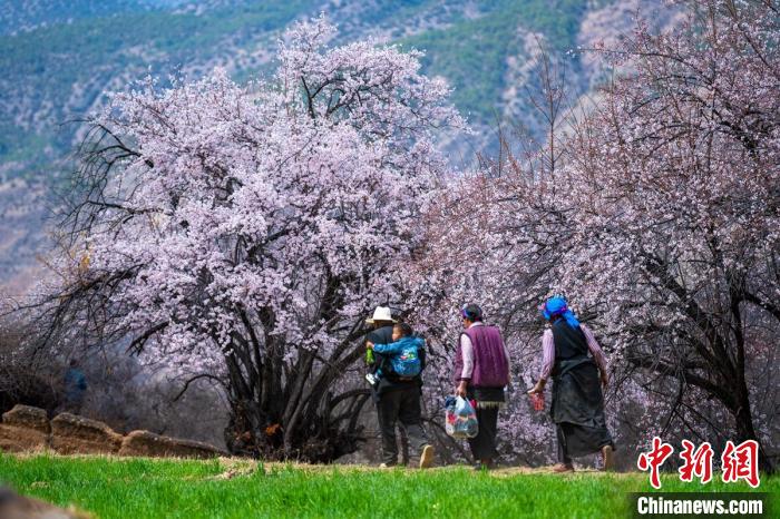 行走在麥田和桃樹下的白松鎮村民。　劉忠俊 攝