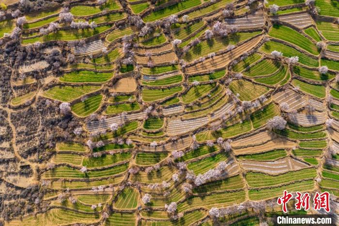 空中俯瞰得榮縣白松鎮的高山麥田和桃林。　劉忠俊 攝