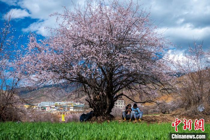 桃花樹下兩名女孩正在玩手機。　劉忠俊 攝