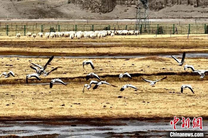 圖為斑頭雁在羊群邊飛翔。　包雷 攝