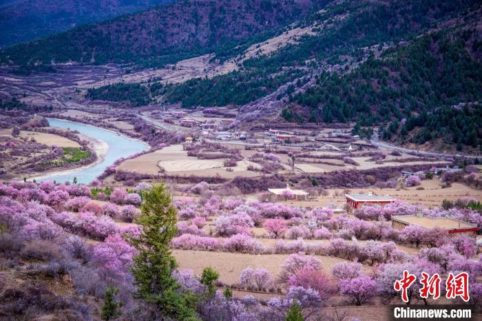 道孚縣麻灣村上千株盛開的杏花將鄉(xiāng)村裝點(diǎn)一新。　何行銘 攝