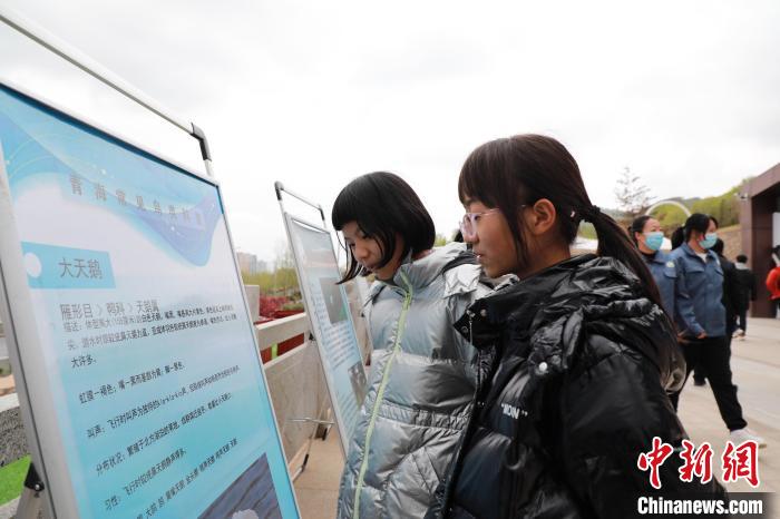 圖為學生通過展板了解青海常見鳥類。　馬銘言 攝