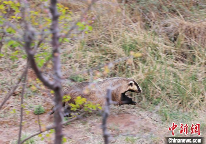 圖為西寧野生動物園救護的狗獾在西寧市放歸大自然。　馬銘言 攝