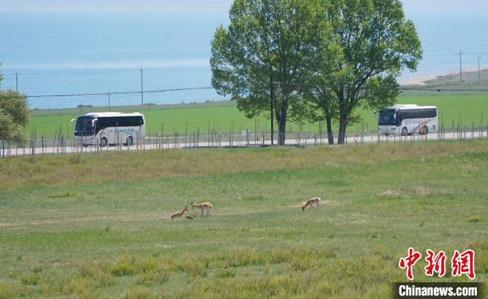 圖為成群普氏原羚在草場(chǎng)上愜意覓食，悠閑自在。　馬銘言 攝