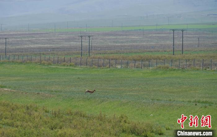 圖為一只普氏原羚在草場(chǎng)上奔跑。　馬銘言 攝