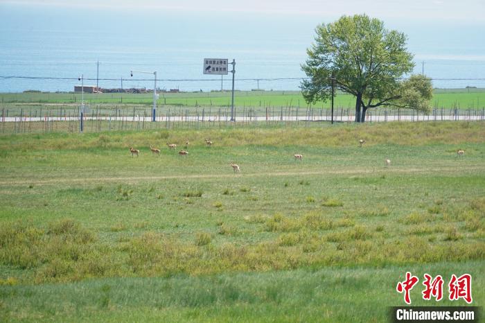 圖為成群普氏原羚在草場(chǎng)上愜意覓食，悠閑自在。　馬銘言 攝
