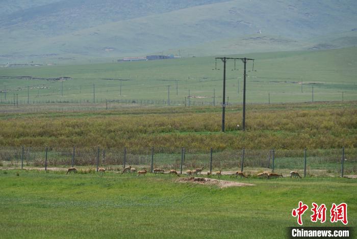 圖為成群普氏原羚在草場(chǎng)上愜意覓食，悠閑自在。　馬銘言 攝