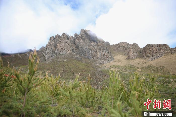 圖為拉薩南北山綠化工程拉薩曲水縣才納村5號片區。　貢確 攝