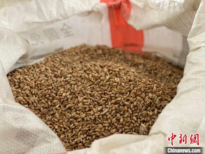 青海:著力6項重點工作確保糧油單產提升成效