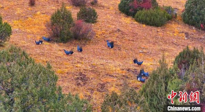 珍稀保護動物藍馬雞現身青海班瑪多柯河林區