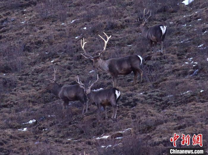 元旦假期祁連山國家公園青海片區馬鹿山間漫步