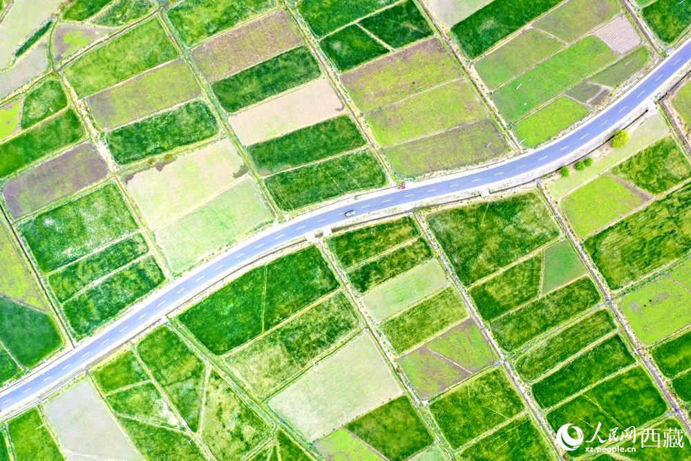 無人機視角下的西藏山南市瓊結農田。人民網記者 次仁羅布攝