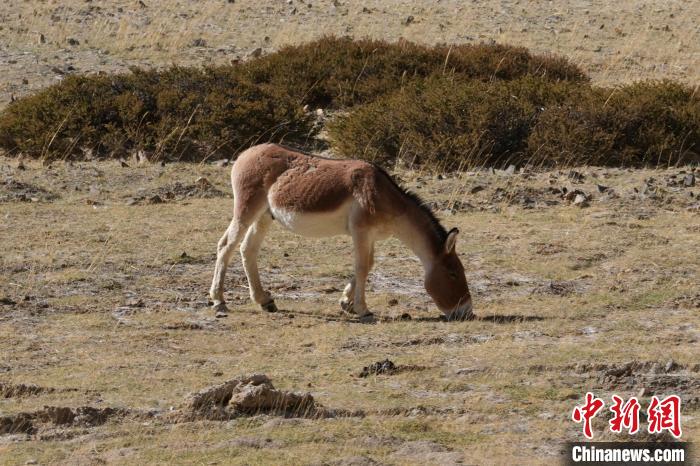 西藏阿里：219國道旁的藏野驢