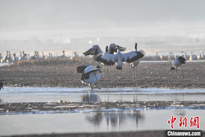 西藏林周：鶴舞高原