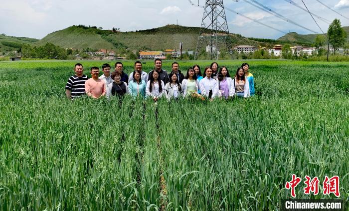 青海：“青燕2號”燕麥、“環湖”老芒麥等通過國家級審定
