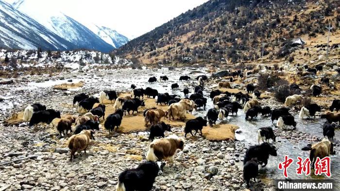 圖為角木那村生態散養的牦牛正在覓食。　洪若虹 攝