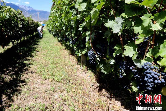 昌都芒康縣依托“兩江流域”干熱河谷地帶地理優(yōu)勢將康巴蜜橘、蘋果、甜石榴、葡萄、蜜桃等經(jīng)濟林木種植。　昌都市芒康縣委宣傳部供圖