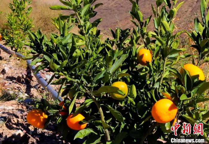 昌都芒康縣依托“兩江流域”干熱河谷地帶地理優(yōu)勢將康巴蜜橘、蘋果、甜石榴、葡萄、蜜桃等經(jīng)濟林木種植。　昌都市芒康縣委宣傳部供圖