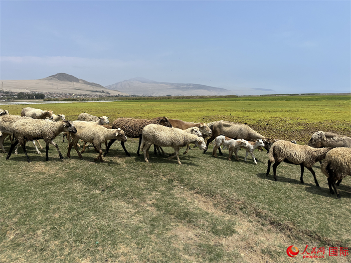 當(dāng)?shù)貢r間11月15日，羊群在錢凱港附近的圣羅莎濕地棲息。人民網(wǎng)記者 周雨攝