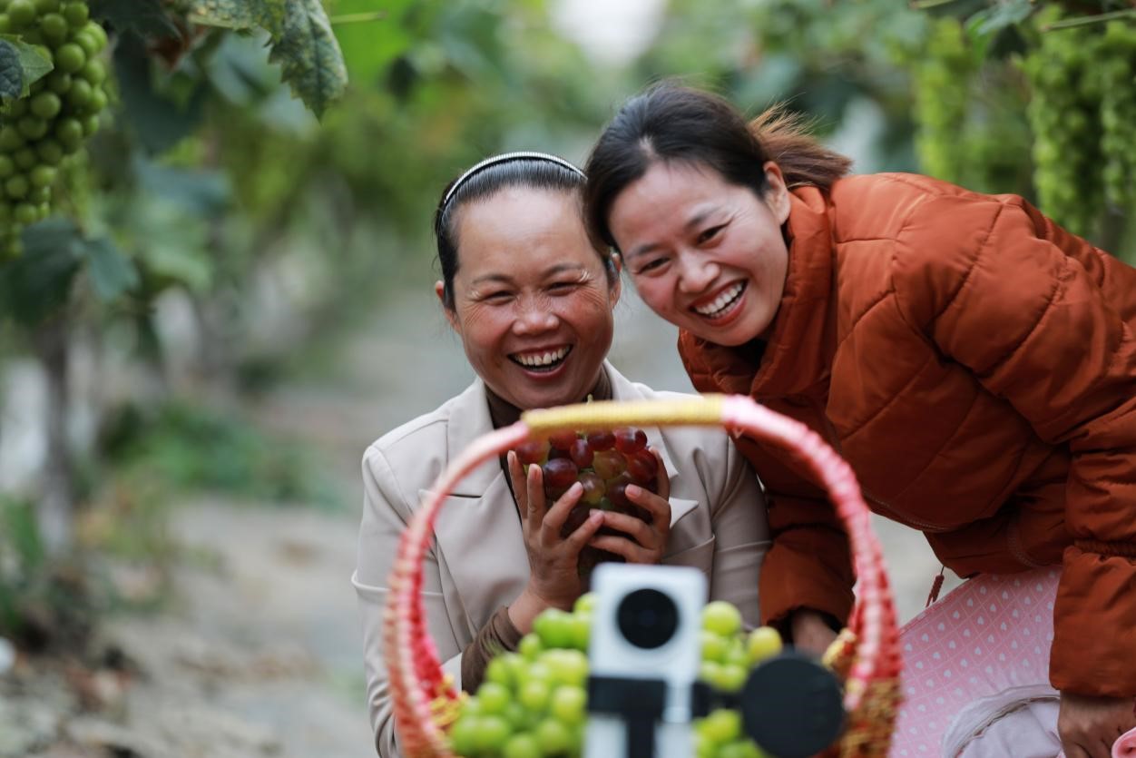 2024年10月6日,果農在貴州省黔西市金碧鎮新蘭村葡萄園里進行直播銷售。來源:人民圖片