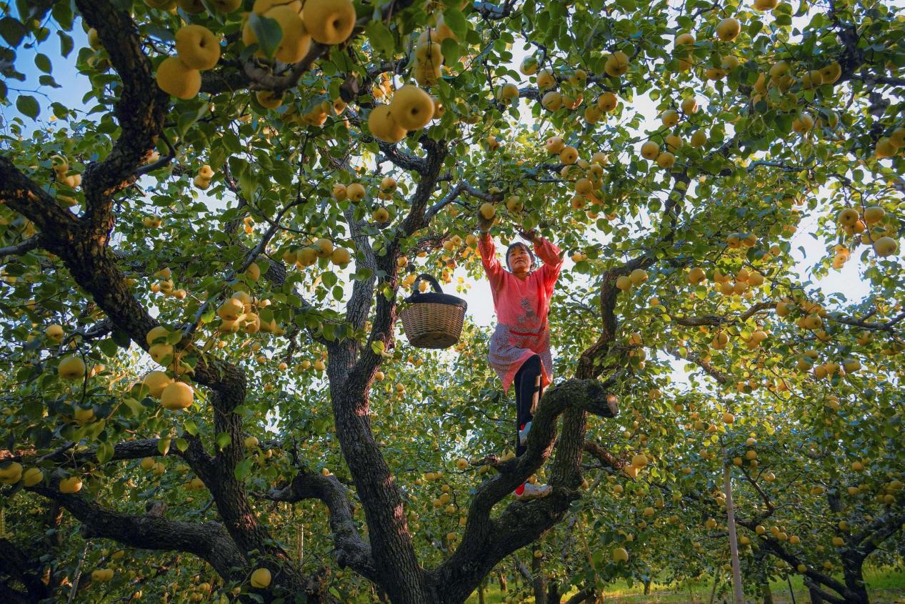 2024年10月4日,安徽省宿州市碭山縣程莊鎮衡樓村百年老梨園里,梨農在忙著采摘酥梨。來源:人民圖片