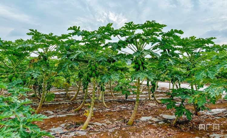 高質量發展看中國 | 廣西：三產融合“潤澤”鄉村沃土 讓農民腰包越來越鼓