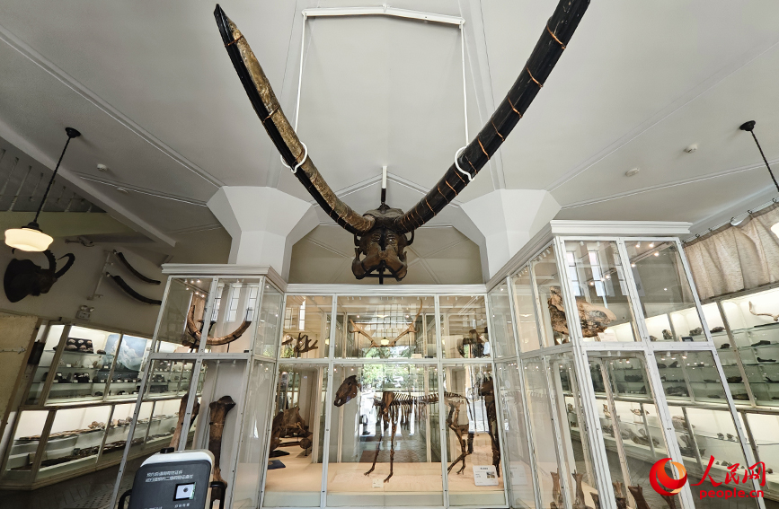 北疆博物院古生物陳列室內的化石標本。人民網記者 孫一凡攝