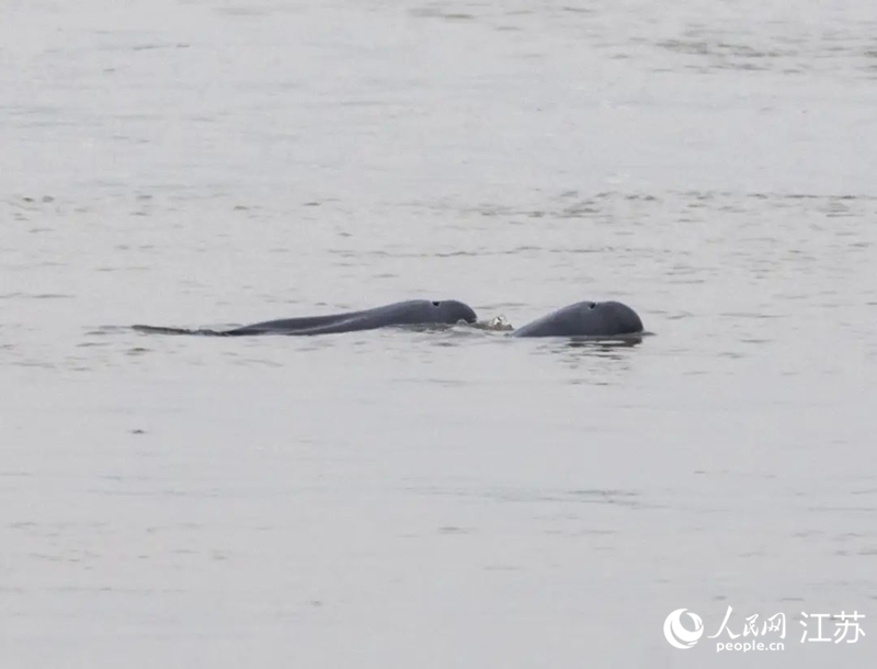 在南京長江新濟洲國家濕地公園拍到的江豚。人民網記者 王丹丹攝