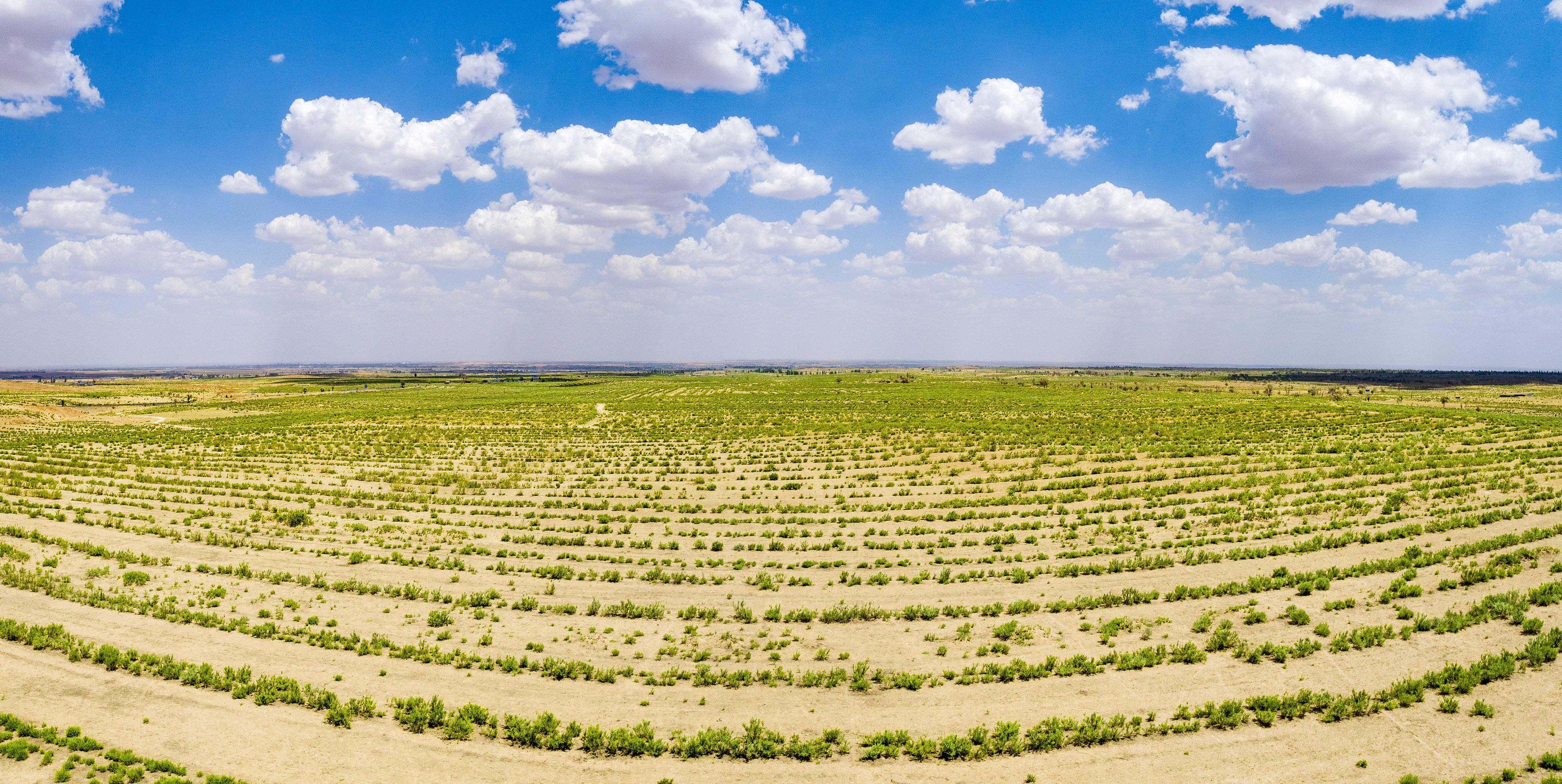 2023年6月7日，內蒙古鄂爾多斯，毛烏素沙漠。