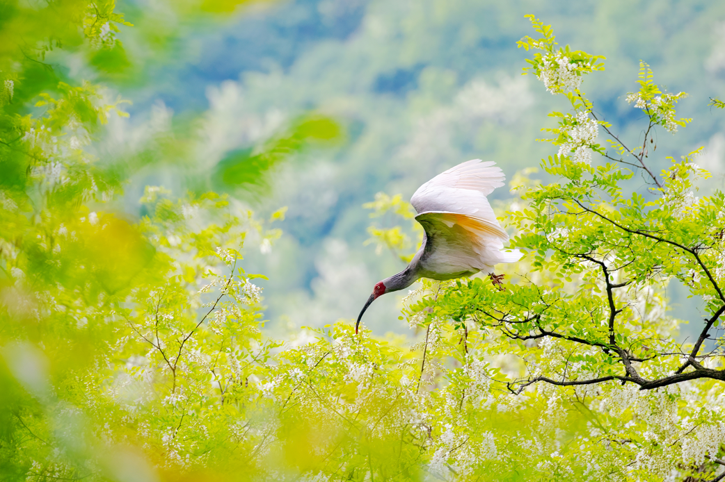 2024年5月2日，一只秦嶺以北野放朱鹮在陜西省銅川市耀州區沮河上游洋槐林中飛翔。