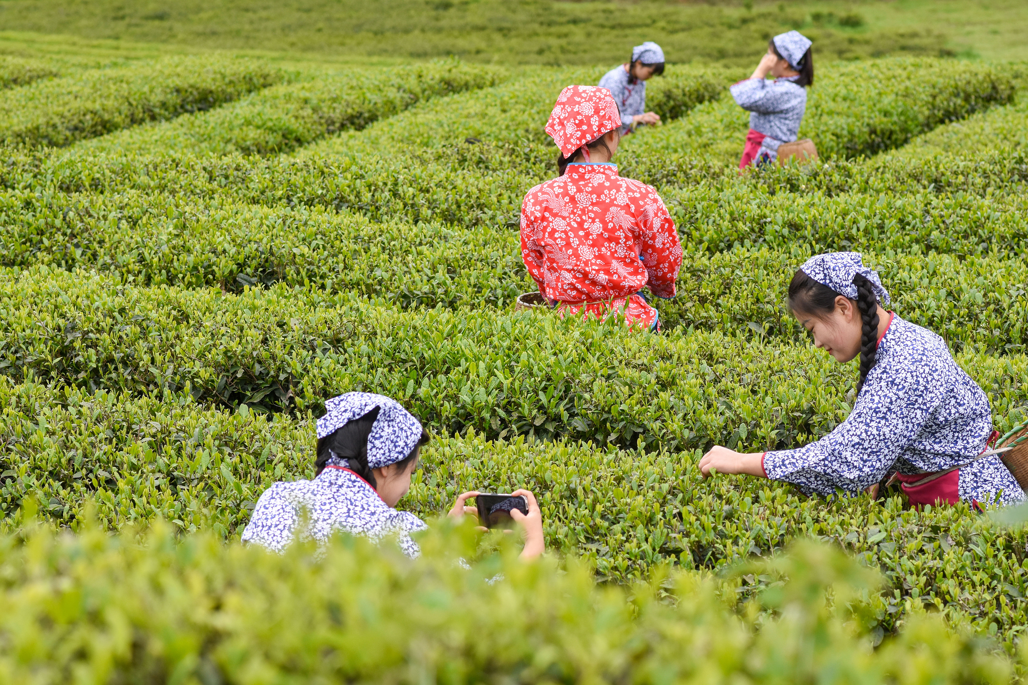 2023年4月6日，游客在貴州省銅仁市江口縣怒溪鎮(zhèn)駱象村生態(tài)茶園體驗采茶樂趣。