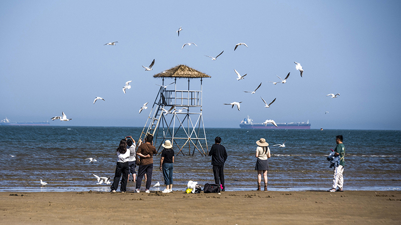2024年5月12日,河北秦皇島,北戴河鴿子窩公園成群海鷗在天空中自由翱翔,與大海、藍天構成了一幅美麗的畫卷。