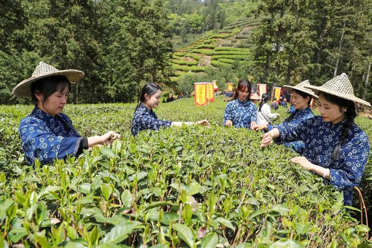 2025年4月13日，福建武夷山市星村鎮朝陽村茶農在生態茶園展示采茶。新華社發（邱汝泉 攝）