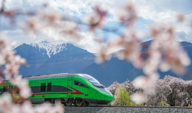 2025年4月2日,復(fù)興號(hào)列車(chē)穿行在拉林鐵路林芝段。