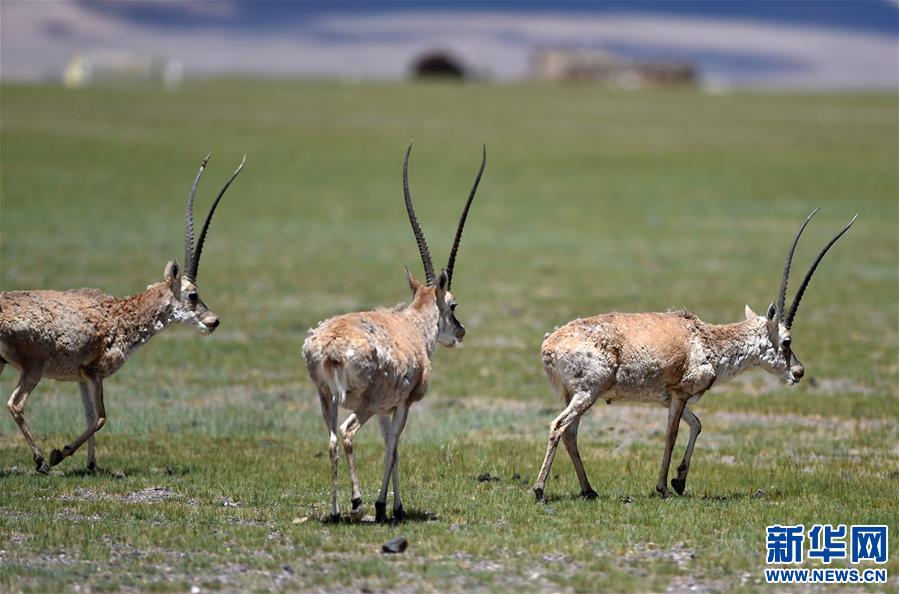 （環境）（5）羌塘自然保護區：悠閑的藏羚羊
