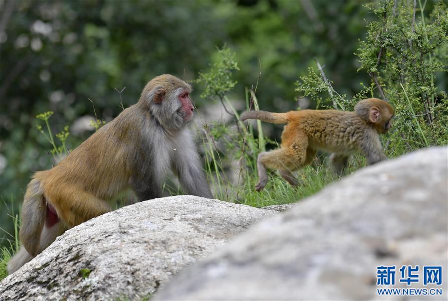 （環境）（2）雅魯藏布江畔藏獼猴