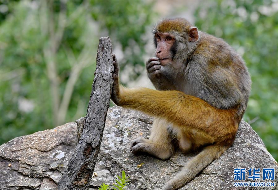 （環境）（4）雅魯藏布江畔藏獼猴