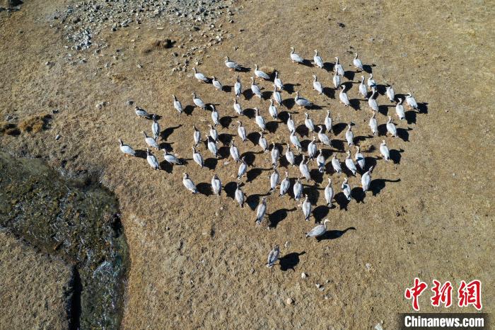 圖為拉薩市林周縣境內(nèi)越冬的候鳥。　貢嘎來松 攝