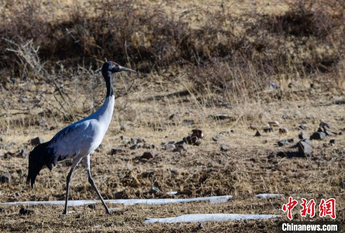 圖為一只黑頸鶴在拉薩市林周縣境內(nèi)田間覓食。　貢嘎來松 攝