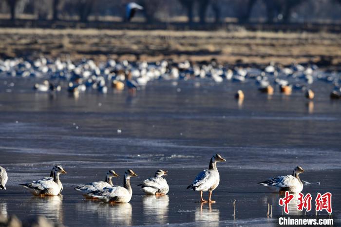 圖為拉薩市林周縣境內(nèi)越冬的候鳥。　貢嘎來松 攝